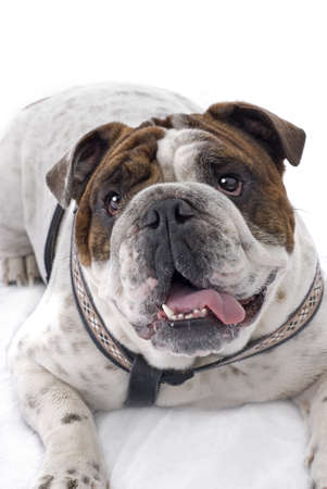 Studio shot of a cute, happy English Bulldog, on a white background の写真素材