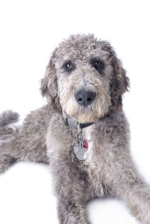 Studio shot of a mixed breed, Great Dane Poodle cross on a white backgroundの写真素材