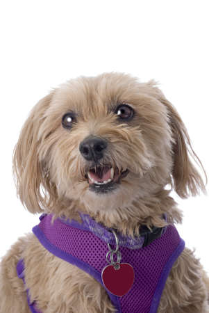 Studio Shot of a very cute Cockapooの写真素材