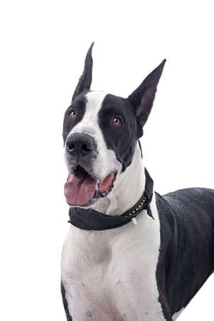 Head and shoulder study of a black and white Great Dane against a white background の写真素材
