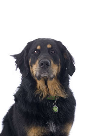 Head and shoulder study of a black and tan mixed breed dog against a white background の写真素材