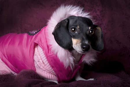 Close up horizontal studio shot of a black and tan Dachshund wearing a pink sweater and coat の写真素材