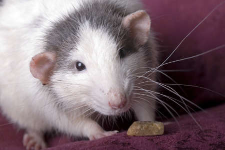 Close up horizontal shot of a domestic gray and white rat looking into the camera の写真素材
