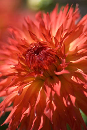 Macro shot of a brilliant red dahlia flower in the field  Shallow depth of fieldの写真素材