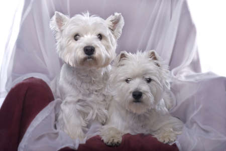 Two adorable West Highland White Terriers in a chair against a white background の写真素材