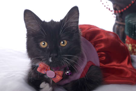 Horizontal Christmas themed image with a cute black kitten dressed up for the holiday の写真素材