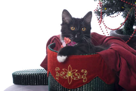 Horizontal image of a cute black kitten cuddled up in a red and green velvet Christmas gift box on a white background の写真素材
