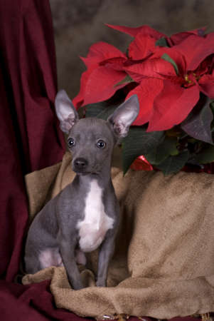 Vertical image of a six month old blue chihuahua puppy shot in studio on a holiday themed Christmas background の写真素材