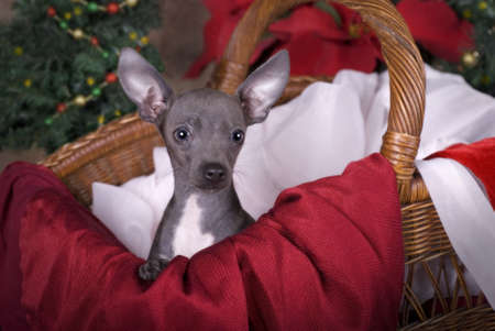 Horizontal image of a six month old blue Chihuahua puppy in a basket with Christmas tree and poinsettias in the background の写真素材