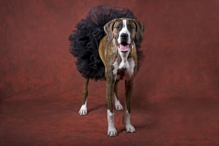 Horizontal image of a mixed boxer dog wearing a black tutu on a rust-orange background as a Halloween animal theme の写真素材