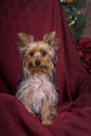 Vertical image of a six month old Yorkie at Christmas in a studio setting の写真素材