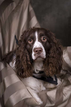 Vertical studio shot of a beautiful Springer Spaniel in greens, browns and gray tones の写真素材
