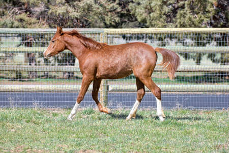 Arabian Foal Trotting Along a Fencelineの写真素材