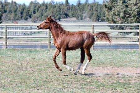 Arabian Foal Galloping Along a Fenceline in a Fieldの写真素材