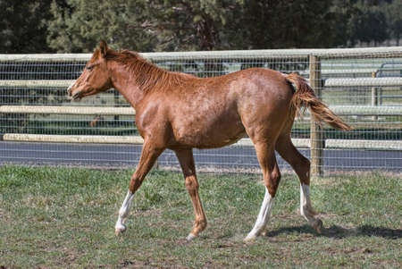 Arabian Foal Walking in a Pastureの写真素材