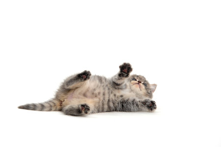 Purebred fluffy kitten on a white backgroundの写真素材