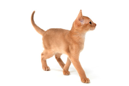 Abyssinian ginger kitten on a white backgroundの写真素材