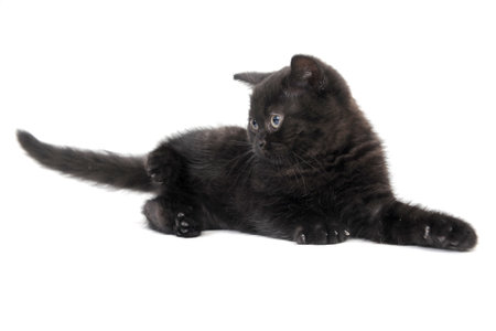 fluffy purebred black kitten lies on a white backgroundの写真素材