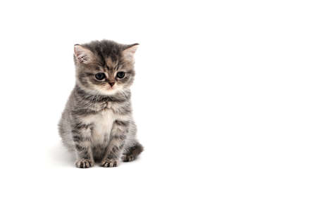 a striped purebred kitten sits on a white backgroundの写真素材
