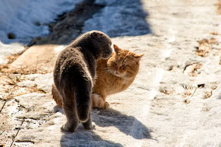 A lop-eared Scottish cat and a ginger cat find out their relationship on a warm spring day