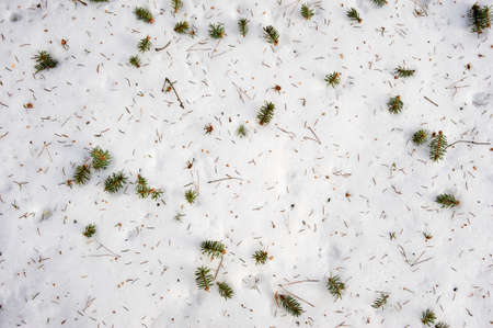 fallen needles from the Christmas tree lie on the snow, background, textureの写真素材