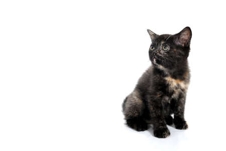a striped purebred kitten sits on a white backgroundの写真素材