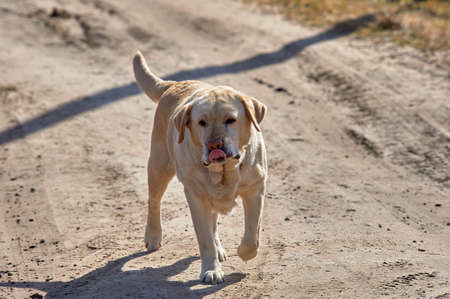Labrador retriever runs along the road