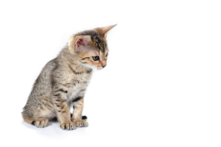A purebred smooth-haired cat sits on a white isolated backgroundの写真素材