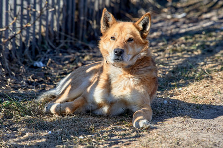 a red and white dog is lying on the groundの写真素材