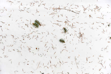 fallen needles from the Christmas tree lie on the snow, background, texture