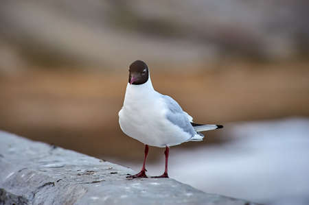 A seagull stands on a gray concrete parapet