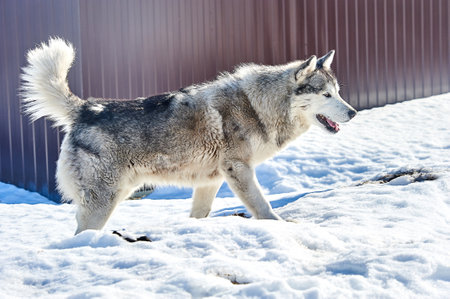 A beautiful husky dog stands in the snow