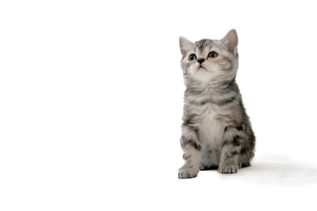Fluffy purebred gray kitten on a white isolated backgroundの写真素材