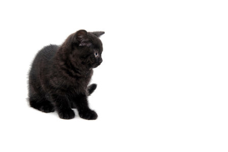 fluffy purebred black kitten sits sideways on an isolated backgroundの写真素材