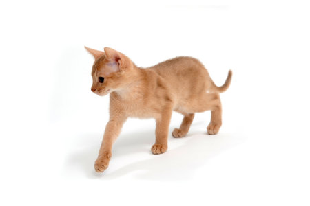 ginger kitten on an isolated white backgroundの写真素材