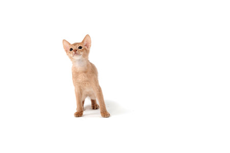 ginger purebred kitten sits on an isolated white backgroundの写真素材
