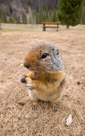A ground squirrel at a picnic site eats a handout.の写真素材