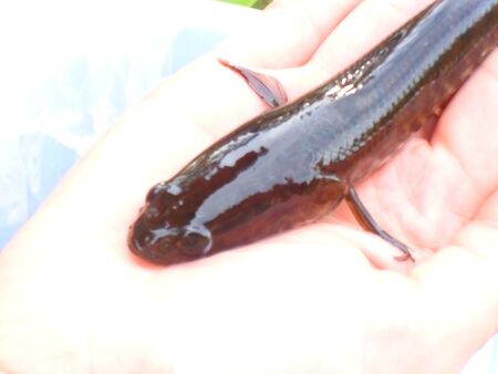 fish