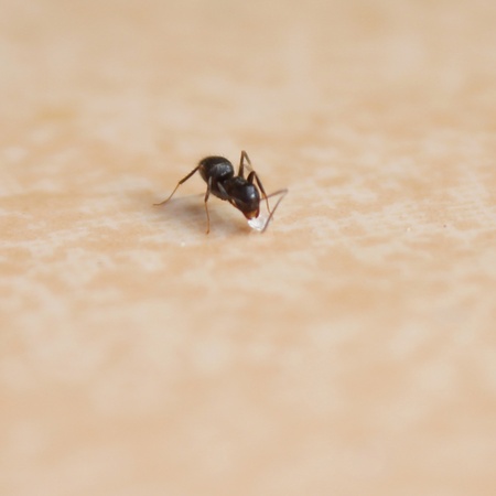 ant macroの写真素材