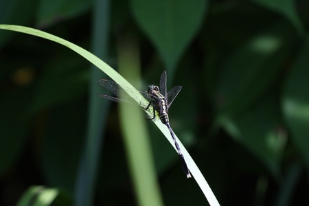 dragonfly in grass