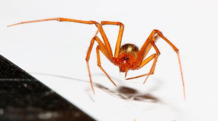 spider in white