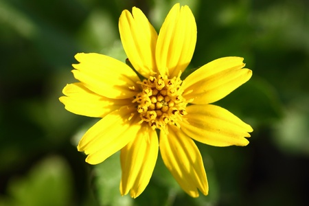 small yellow flowerの写真素材