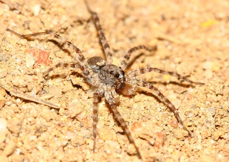 ground spiderの写真素材