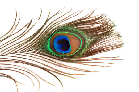 Peacock feather on white background