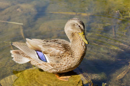 The wild duck has a rest on a stone among waterの写真素材