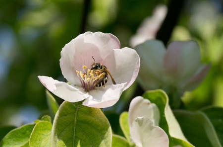 Wild bee Andrenidae collects nectar and pollinates flowers of a quinceの写真素材