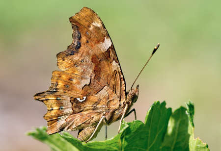 Butterfly Polygonia has a rest on a green bladeの写真素材