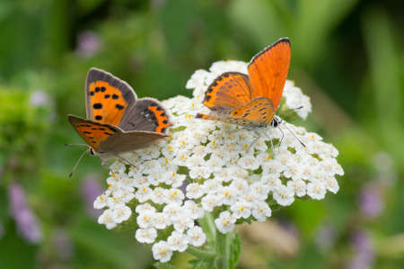Orange butterflies Lycaena virgaureae drink nectar on a white wild flowerの写真素材