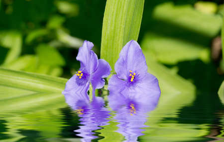 Nice flowers in waterの写真素材