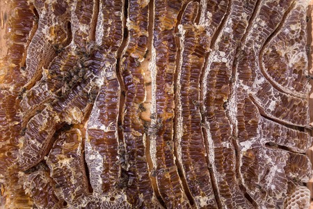 Close up view of honey filled honeycells and working bees